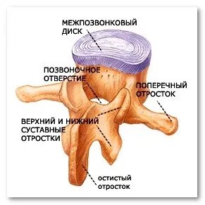 Сколіоз хребта види, небезпеки і наслідки (сколіоз) Сколіоз хребта види, небезпеки і наслідки