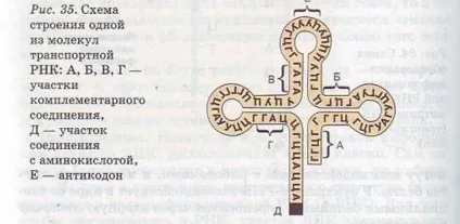 Синтез білків в клітині