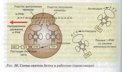 Синтез білків в клітині