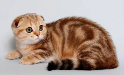 Скоттиш-фолд фото, опис породи, характер (скоттиш-фолд) Скоттиш-фолд фото, опис породи, характер
