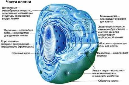 Скільки клітин в організмі людини які з них найважливіші