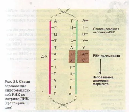 Синтез білків в клітині