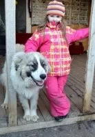 Собаки і кішки в добрі руки
