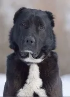 Собаки і кішки в добрі руки