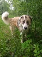 Собаки і кішки в добрі руки
