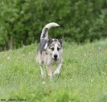 Собаки і кішки в добрі руки