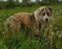 Собаки і кішки в добрі руки