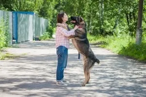 Собаки і кішки в добрі руки