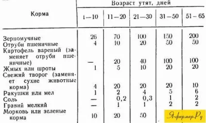 Зміст і годування качок (годування) Зміст і годування качок
