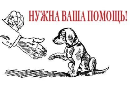 Собака в квартирі, робимо своїми руками