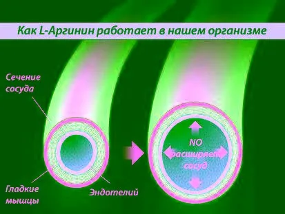 Поради як приймати l-аргінін, опис застосування, користь і шкода препарату (азоту) Поради як приймати l-аргінін, опис застосування, користь і шкода препарату