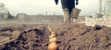 Сонник картопля до чого сниться картопля уві сні (сниться) Сонник картопля до чого сниться картопля уві сні