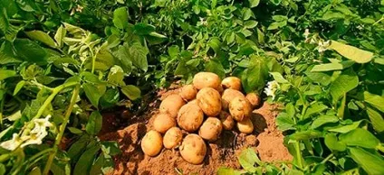 Сонник картопля до чого сниться картопля уві сні (чого) Сонник картопля до чого сниться картопля уві сні