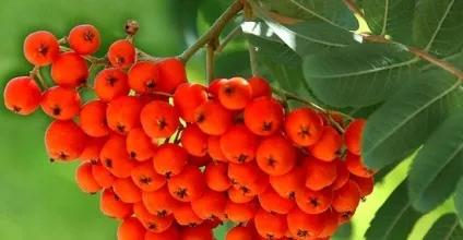 Соверен - купити дерева-крупномери (входить упаковка доставка) Соверен - купити дерева-крупномери