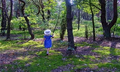 Сонник ліс приснився, до чого сниться ліс уві сні