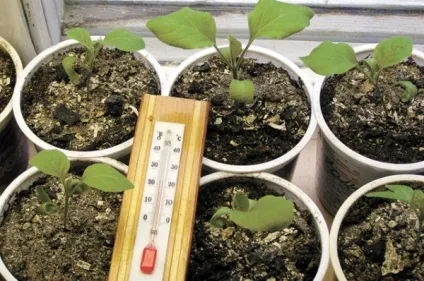 Поради з вирощування перців з насіння в домашніх умовах (умовах) Поради з вирощування перців з насіння в домашніх умовах