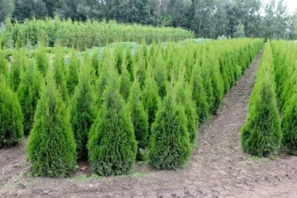 Соверен - купити дерева-крупномери (соверен) Соверен - купити дерева-крупномери