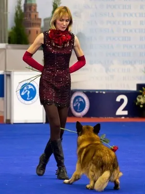 Спорт з собакою як грати в фрісбі, фристайл і скіджорінг на собаках (фрісбі) Спорт з собакою як грати в фрісбі, фристайл і скіджорінг на собаках