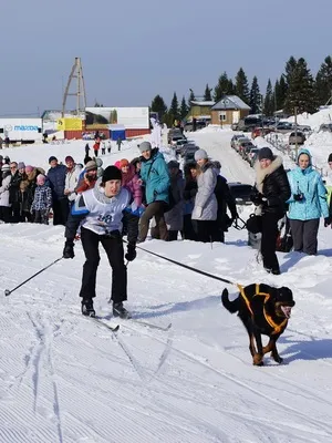 Спорт з собакою як грати в фрісбі, фристайл і скіджорінг на собаках (грати) Спорт з собакою як грати в фрісбі, фристайл і скіджорінг на собаках