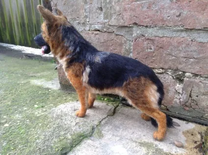 Зовсім як живі чарівні собаки, створені з повсті (живі) Зовсім як живі чарівні собаки, створені з повсті