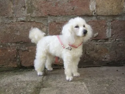 Зовсім як живі чарівні собаки, створені з повсті (чарівні) Зовсім як живі чарівні собаки, створені з повсті