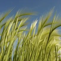 Робимо сухоцвіти своїми руками