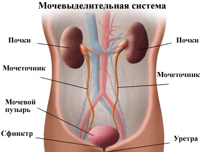 Тиск матки на сечовий міхур причини, діагностика та лікування (матки) Тиск матки на сечовий міхур причини, діагностика та лікування