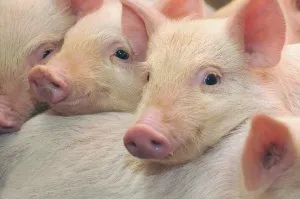 Статті по годівлі свиней на piginfo, м'ясної, беконний або до жирних кондицій який відгодівлю свиней (комбікорм) Статті по годівлі свиней на piginfo, м'ясної, беконний або до жирних кондицій який відгодівлю свиней
