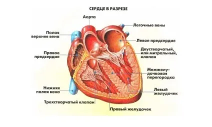 Стенокардія Принцметала (варіантна, спонтанна) (спонтанна) Стенокардія Принцметала (варіантна, спонтанна)