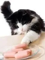 Сухий корм для кішок - переваги і недоліки - все про котів і кішок з любов'ю (що краще сухий або вологий корм) Сухий корм для кішок - переваги і недоліки - все про котів і кішок з любов'ю