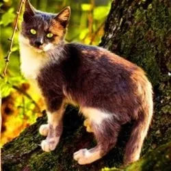 Сухий корм для кішок - переваги і недоліки - все про котів і кішок з любов'ю (корми) Сухий корм для кішок - переваги і недоліки - все про котів і кішок з любов'ю