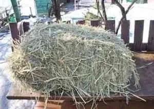 Суданка на сіно кроликам, обладнання для кроликів, шкурки шиншил (зелений корм випас) Суданка на сіно кроликам, обладнання для кроликів, шкурки шиншил