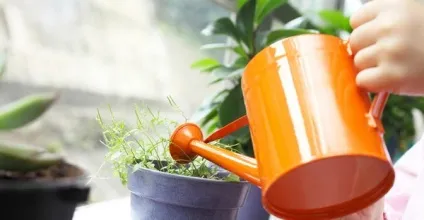Сциарід профілактика і боротьба