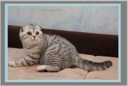 Superfold розплідник шотландські висловухі кошенята британські кошенята, шотландські висловухі кішки (british shorthair fold cattery) Superfold розплідник шотландські висловухі кошенята британські кошенята, шотландські висловухі кішки