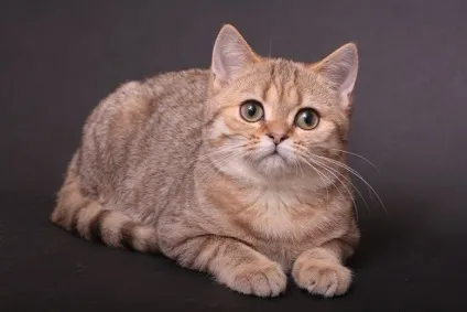 Superfold розплідник шотландські висловухі кошенята британські кошенята, шотландські висловухі кішки (скоттиш страйт) Superfold розплідник шотландські висловухі кошенята британські кошенята, шотландські висловухі кішки