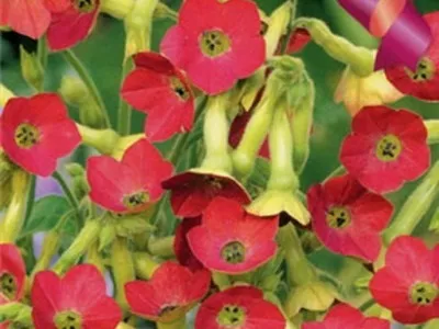Тютюн запашний опис сортів, посадка і догляд - енциклопедія квітів (опис) Тютюн запашний опис сортів, посадка і догляд - енциклопедія квітів