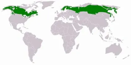 Тайгові ліси (бореальні ліси) (всіх лісових угідь) Тайгові ліси (бореальні ліси)
