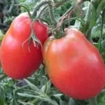 Томат рожевий фламінго посадка, догляд і вирощування (томат) Томат рожевий фламінго посадка, догляд і вирощування
