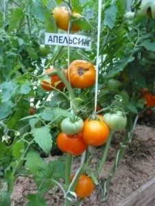 Томат апельсин характеристика та опис сорту, врожайність, вирощування та відгуки з фото (Сорт помідор Апельсин) Томат апельсин характеристика та опис сорту, врожайність, вирощування та відгуки з фото