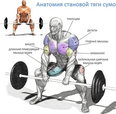 Техніка виконання станової тяги різні варіанти з фото і відео (тяги) Техніка виконання станової тяги різні варіанти з фото і відео