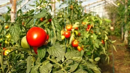 Томатні завдання як вирощувати помідори без помилок і отримувати хороші врожаї, город (помідори) Томатні завдання як вирощувати помідори без помилок і отримувати хороші врожаї, город