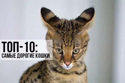 Топ-10 найдорожчі кішки, котики і няшки (котики) Топ-10 найдорожчі кішки, котики і няшки