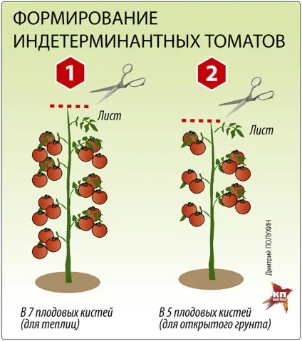 Томати варіанти формування