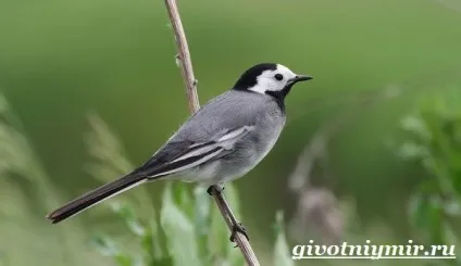плиска птах