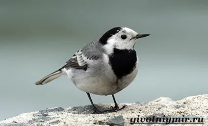 плиска птах