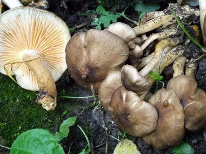 Теж гриби рядовками - my life (flavobrunneum Рядовка луската) Теж гриби рядовками - my life