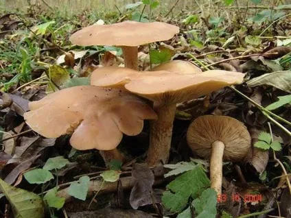 Теж гриби рядовками - my life (flavobrunneum Рядовка луската) Теж гриби рядовками - my life