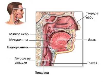 Трахеїт у дітей симптоми, лікування (лікування трахеїту у дітей) Трахеїт у дітей симптоми, лікування