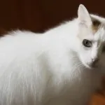 турецький ван