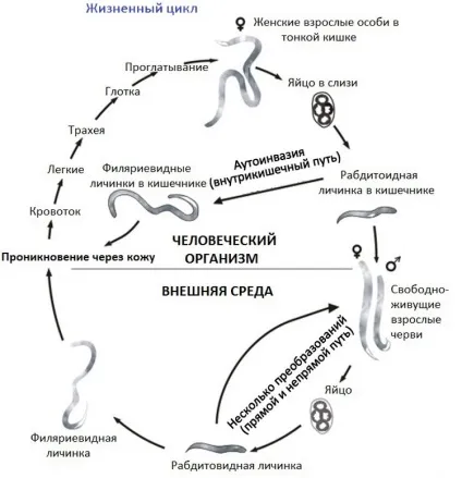 вугриця кишкова